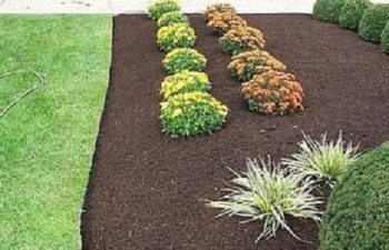 Fresh soil in the garden with planted shrubs