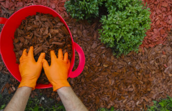 Hands pour wood chips and mulch the soil in the garden