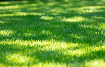 Vibrant Green Grass Lawn in Sunlight with Shadows on a Sunny Day, Perfect for Gardening, Nature, and Outdoor Activity Themes