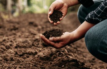 Hand of farmer inspecting soil health before planting in organic farm. Soil quality Agriculture, gardening concept.